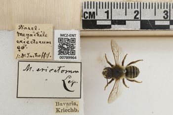 Media type: image;   Entomology 789964 Aspect: Labels